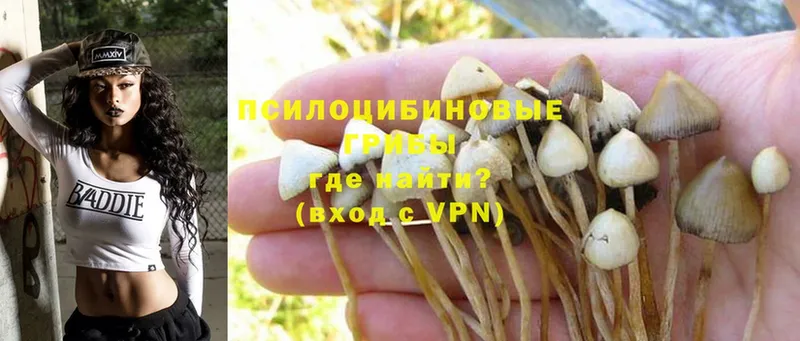 купить наркотики цена  Конаково  OMG сайт  Галлюциногенные грибы Cubensis 